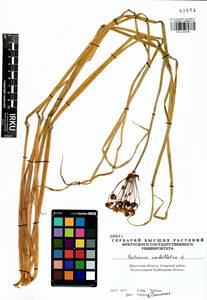 Butomus umbellatus L., Siberia, Baikal & Transbaikal region (S4) (Russia)