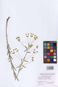 Euphorbia seguieriana Neck., Eastern Europe, Lower Volga region (E9) (Russia)