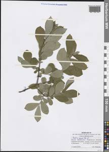 Salix aurita L., Eastern Europe, Middle Volga region (E8) (Russia)