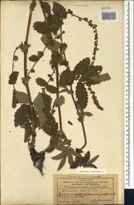 Agrimonia eupatoria L., Caucasus, Azerbaijan (K6) (Azerbaijan)