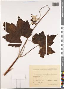 Eriocapitella vitifolia (Buch.-Ham. ex DC.) Nakai, South Asia, South Asia (Asia outside ex-Soviet states and Mongolia) (ASIA) (Vietnam)