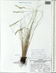 Festuca wolgensis P.A.Smirn., Eastern Europe, Central forest-and-steppe region (E6) (Russia)