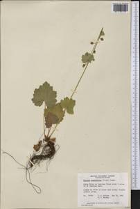 Tellima grandiflora (Pursh) Douglas ex Lindley, America (AMER) (Canada)