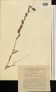 Bupleurum rotundifolium L., Eastern Europe, Moldova (E13a) (Moldova)