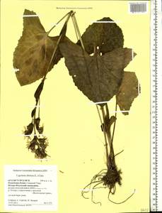 Ligularia sibirica (L.) Cass., Eastern Europe, Northern region (E1) (Russia)