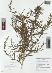 Artemisia dracunculus L., Siberia, Altai & Sayany Mountains (S2) (Russia)