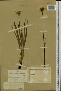 Scorzonera radiata Fisch. ex Colla, Siberia, Altai & Sayany Mountains (S2) (Russia)