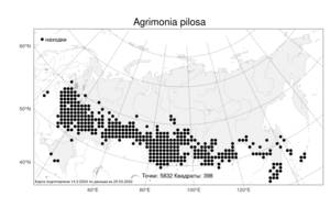 Agrimonia pilosa Ledeb., Atlas of the Russian Flora (FLORUS) (Russia)