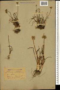 Allium denudatum Redouté, Caucasus, Stavropol Krai, Karachay-Cherkessia & Kabardino-Balkaria (K1b) (Russia)