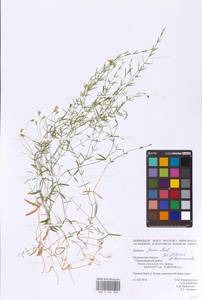 Stellaria fennica (Murb.) Perf., Eastern Europe, Northern region (E1) (Russia)