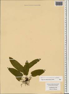 Asplenium scolopendrium subsp. scolopendrium, Caucasus, Azerbaijan (K6) (Azerbaijan)