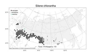 Silene chlorantha (Willd.) Ehrh., Atlas of the Russian Flora (FLORUS) (Russia)