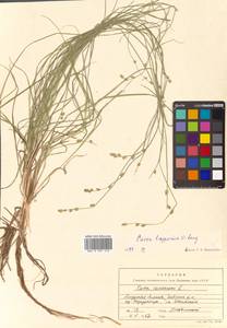 Carex lapponica O.Lang, Siberia, Russian Far East (S6) (Russia)