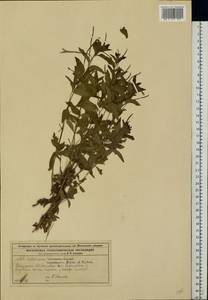 Epilobium roseum subsp. subsessile (Boiss.) P. H. Raven, Eastern Europe, Moscow region (E4a) (Russia)