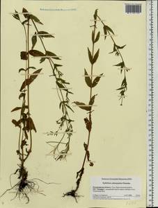 Epilobium ciliatum subsp. ciliatum, Eastern Europe, Central region (E4) (Russia)