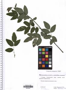 Rosa acicularis Lindl., Eastern Europe, Middle Volga region (E8) (Russia)