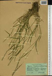 Elymus macrourus (Turcz.) Tzvelev, Siberia, Central Siberia (S3) (Russia)
