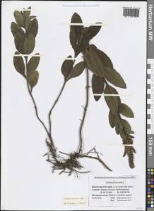 Veronica barrelieri H.Schott ex Roem. & Schult., Caucasus, Black Sea Shore (from Novorossiysk to Adler) (K3) (Russia)