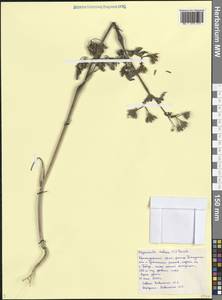 Chaerophyllum nodosum (L.) Crantz, Caucasus, Black Sea Shore (from Novorossiysk to Adler) (K3) (Russia)