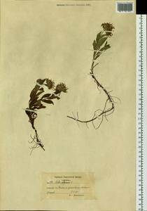 Eurybia sibirica subsp. sibirica, Siberia, Chukotka & Kamchatka (S7) (Russia)