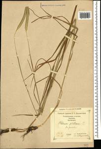 Phleum pratense L., Caucasus, Georgia (K4) (Georgia)