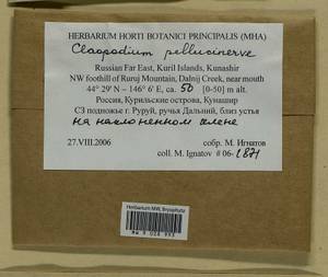 Claopodium pellucinerve (Mitt.) Best, Bryophytes, Bryophytes - Russian Far East (excl. Chukotka & Kamchatka) (B20) (Russia)