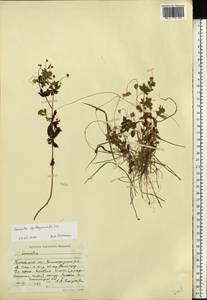 Cuscuta epithymum (L.) L., Eastern Europe, Moscow region (E4a) (Russia)