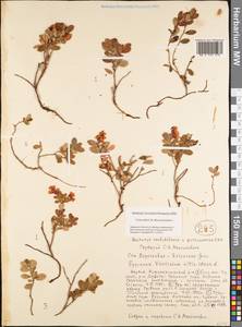 Vaccinium vitis-idaea L., Siberia, Yakutia (S5) (Russia)