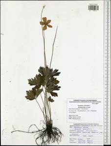 Anemone sylvestris, Eastern Europe, Central region (E4) (Russia)