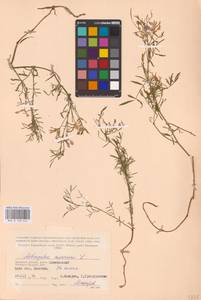 Astragalus arenarius L., Eastern Europe, Western region (E3) (Russia)