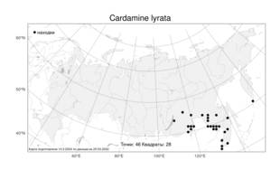 Cardamine lyrata Bunge, Atlas of the Russian Flora (FLORUS) (Russia)