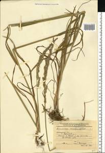 Beckmannia eruciformis (L.) Host, Eastern Europe, Western region (E3) (Russia)