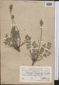 Astragalus platyphyllus Kar. & Kir., Middle Asia, Northern & Central Tian Shan (M4) (Kazakhstan)