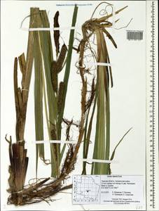 Carex riparia Curtis, Eastern Europe, North-Western region (E2) (Russia)