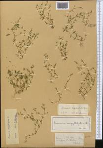 Arenaria serpyllifolia L., Middle Asia, Northern & Central Tian Shan (M4) (Kazakhstan)