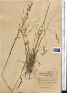 Piptatherum holciforme (M.Bieb.) Roem. & Schult., Middle Asia, Dzungarian Alatau & Tarbagatai (M5) (Kazakhstan)