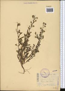 Pseudoheterocaryum rigidum (A. DC.) Kaz. Osaloo & Saadati, Middle Asia, Syr-Darian deserts & Kyzylkum (M7) (Tajikistan)