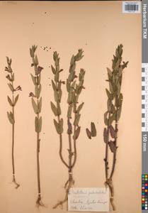 Scutellaria galericulata L., Eastern Europe, Central region (E4) (Russia)