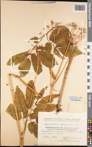 Aegopodium podagraria L., Eastern Europe, North Ukrainian region (E11) (Ukraine)