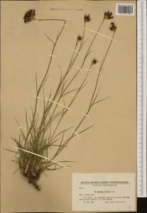 Dianthus cruentus Griseb., Western Europe (EUR) (Bulgaria)