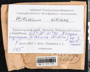 Ptilidium ciliare (L.) Hampe, Bryophytes, Bryophytes - Krasnoyarsk Krai, Tyva & Khakassia (B17) (Russia)