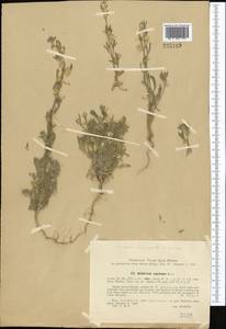 Delphinium rugulosum Boiss., Middle Asia, Syr-Darian deserts & Kyzylkum (M7) (Kazakhstan)