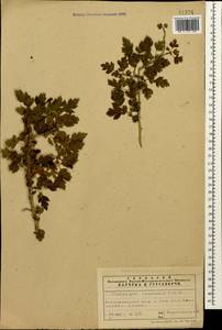 Crataegus microphylla C. Koch, Caucasus, Azerbaijan (K6) (Azerbaijan)