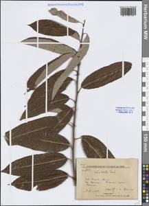 Salix rorida Laksch., Siberia, Russian Far East (S6) (Russia)