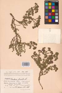 Hypericum perforatum L., Eastern Europe, Lower Volga region (E9) (Russia)