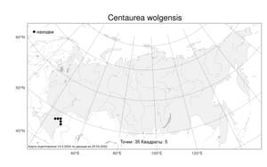 Centaurea wolgensis DC., Atlas of the Russian Flora (FLORUS) (Russia)