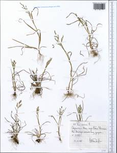 Poa annua L., Africa (AFR) (Ethiopia)