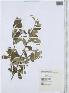 Elaeagnus oldhamii Maxim., South Asia, South Asia (Asia outside ex-Soviet states and Mongolia) (ASIA) (Taiwan)