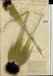 Festuca valesiaca Schleich. ex Gaudin, Siberia, Western (Kazakhstan) Altai Mountains (S2a) (Kazakhstan)