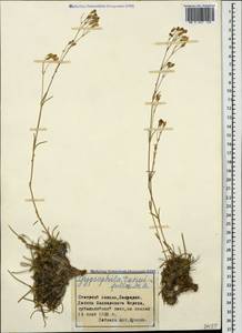 Gypsophila tenuifolia M. Bieb., Caucasus, Stavropol Krai, Karachay-Cherkessia & Kabardino-Balkaria (K1b) (Russia)
